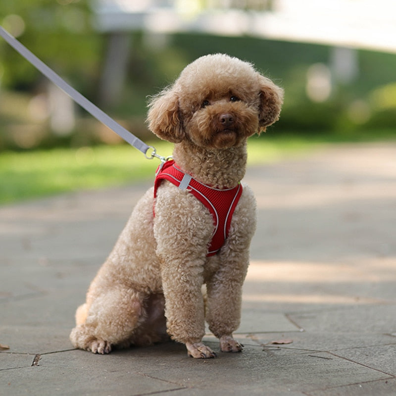 Colete ajustável para cães e gatos para caminhada ao ar livre.