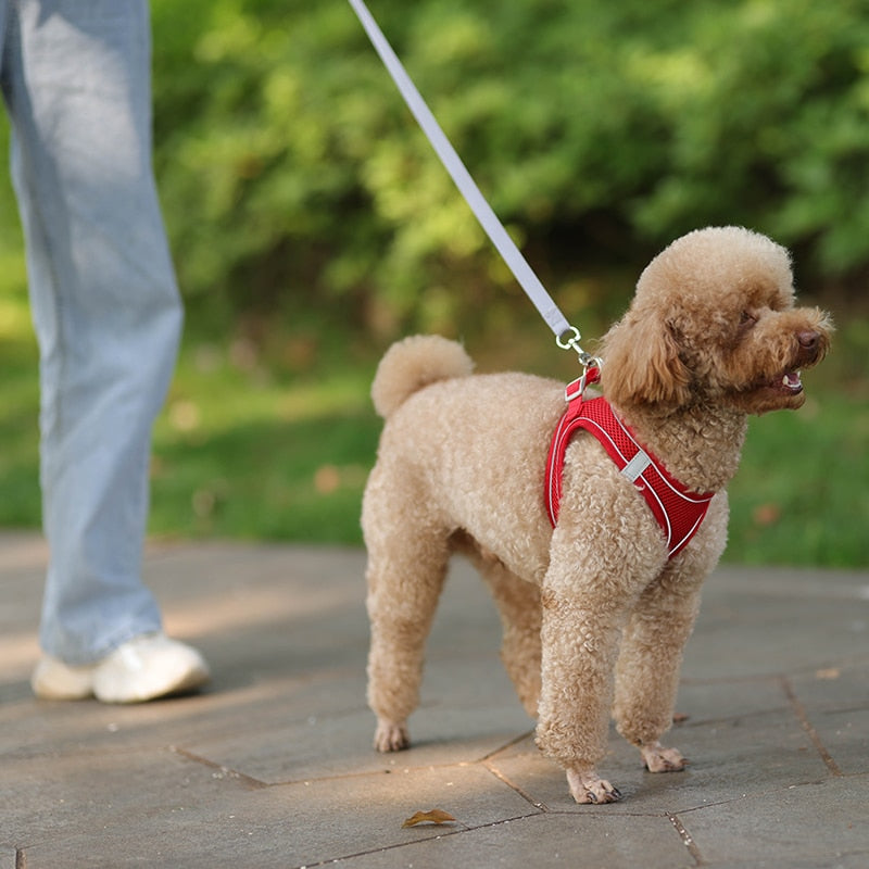 Colete ajustável para cães e gatos para caminhada ao ar livre.