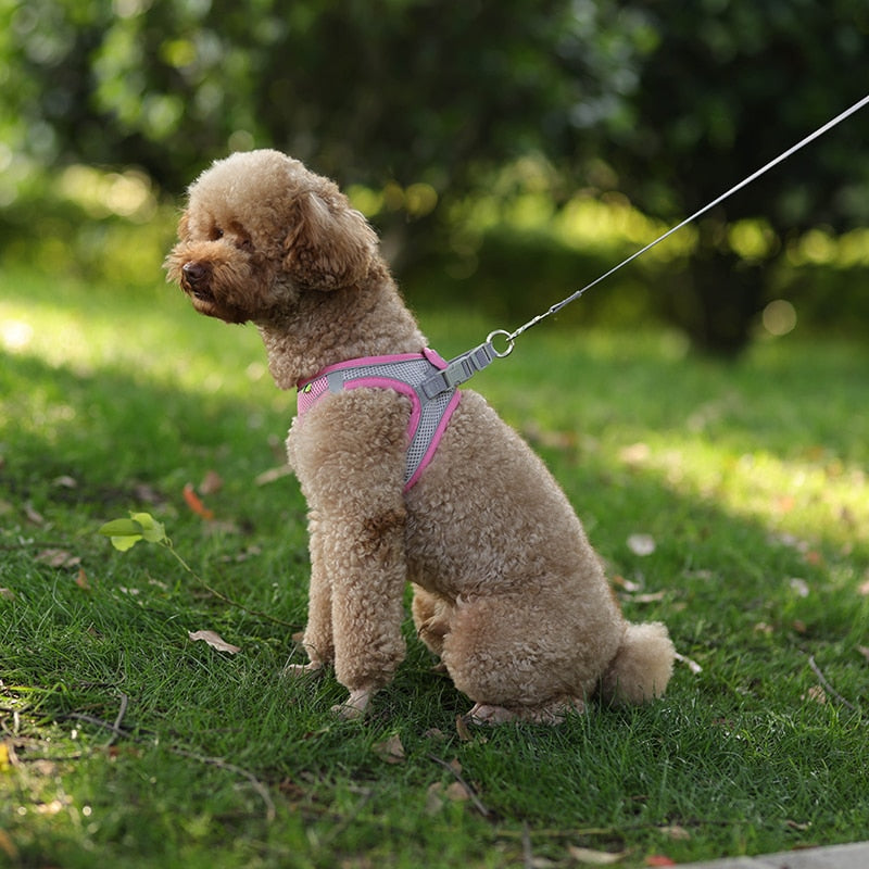 Colete ajustável para cães e gatos para caminhada ao ar livre.