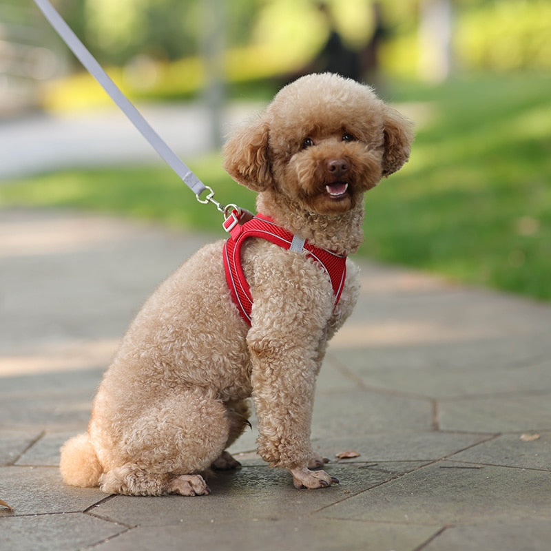 Colete ajustável para cães e gatos para caminhada ao ar livre.