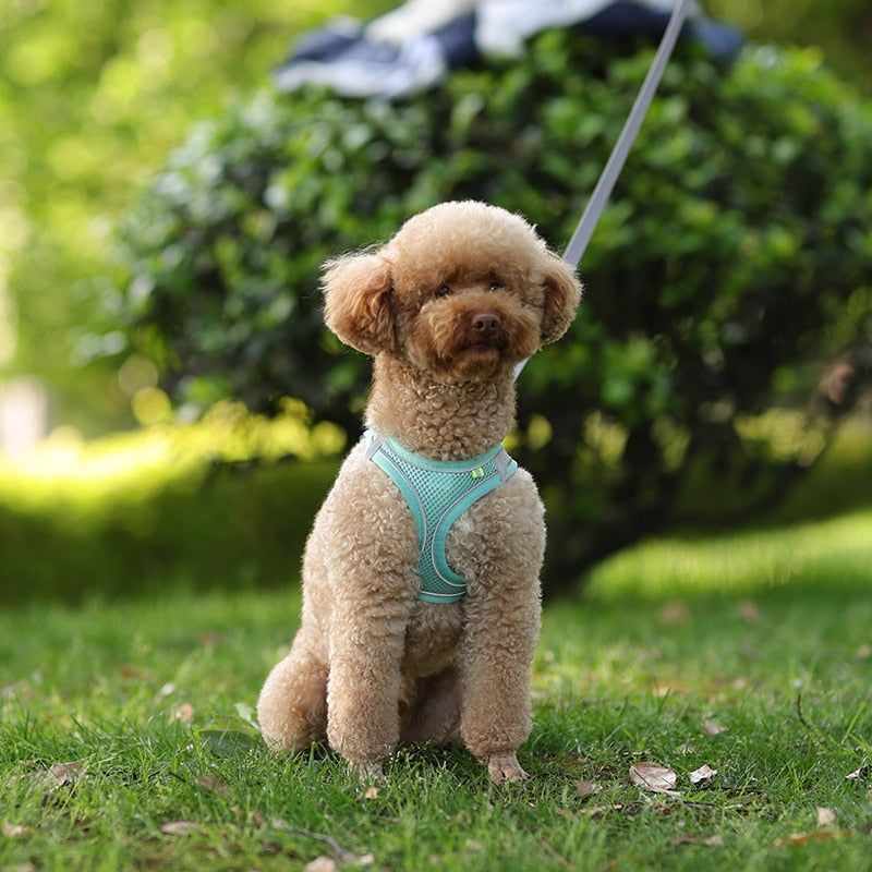 Colete ajustável para cães e gatos para caminhada ao ar livre.