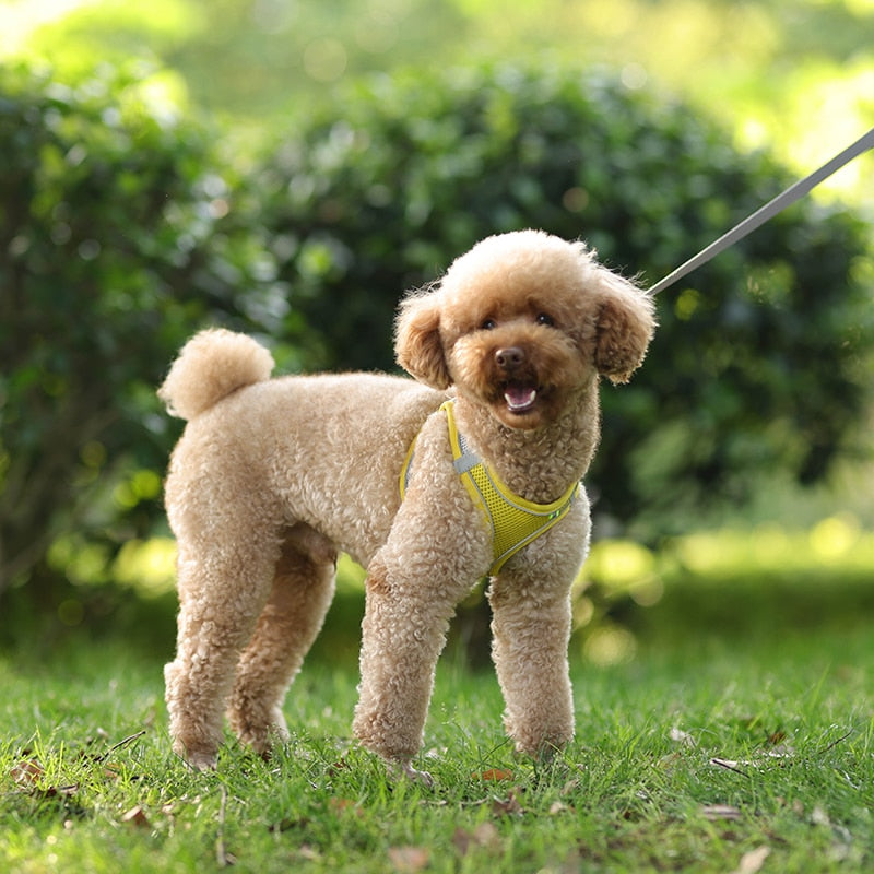 Colete ajustável para cães e gatos para caminhada ao ar livre.