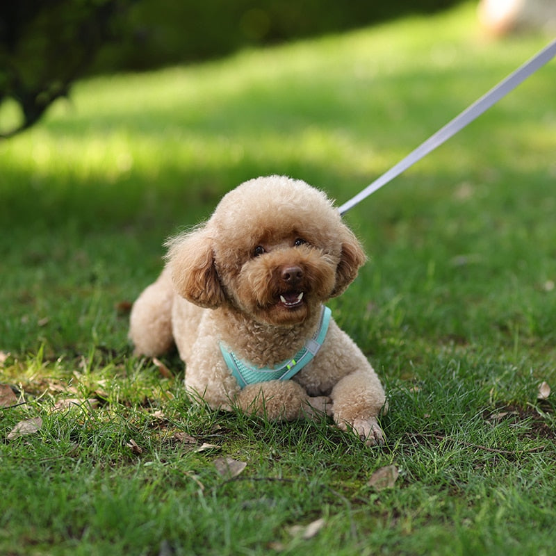 Colete ajustável para cães e gatos para caminhada ao ar livre.