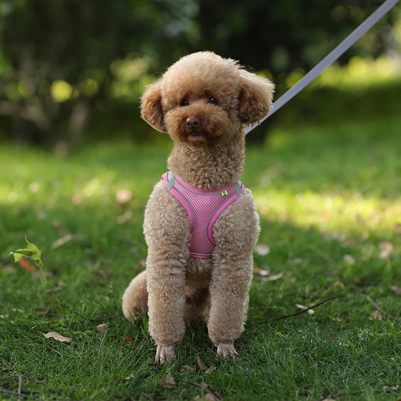 Colete ajustável para cães e gatos para caminhada ao ar livre.