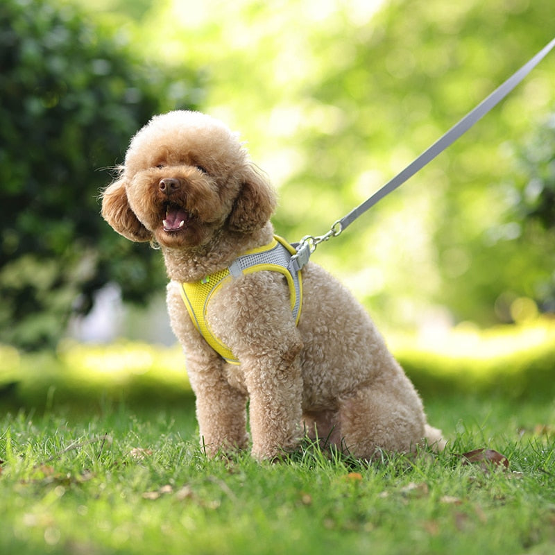 Colete ajustável para cães e gatos para caminhada ao ar livre.